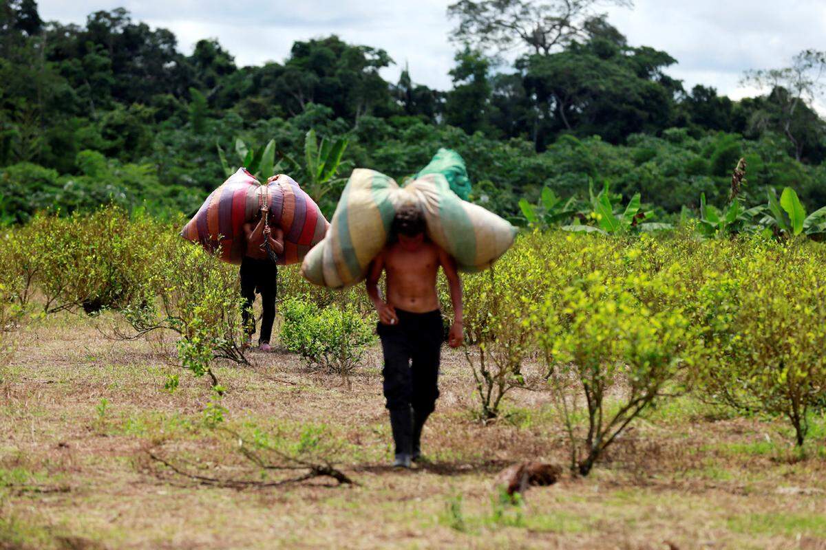 Bitcoin? Euro? Gold? In Kolumbien ist die Coca-Pflanze nicht nur Lebensgrundlage vieler Farmer, sondern auch die Währung ...    