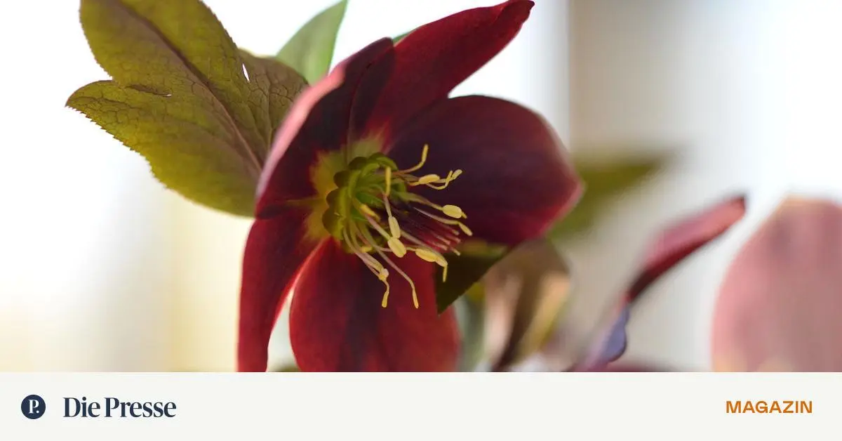Lenzrosen Frühe Freude in der Kälte