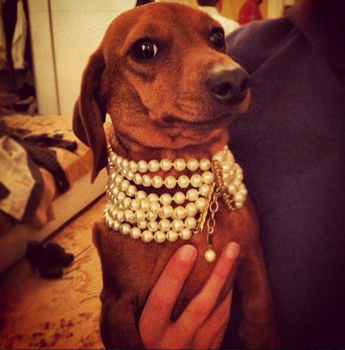 Eine Perlenkette als Hundehalsband trägt dieser Dackel.
