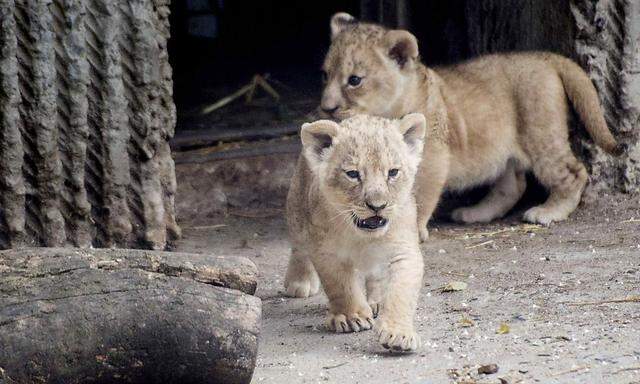 Um für einen neuen Zuchtlöwen Platz zu schaffen, musste ein Löwenpärchen und ihre beiden Jungen ihr Leben lassen.