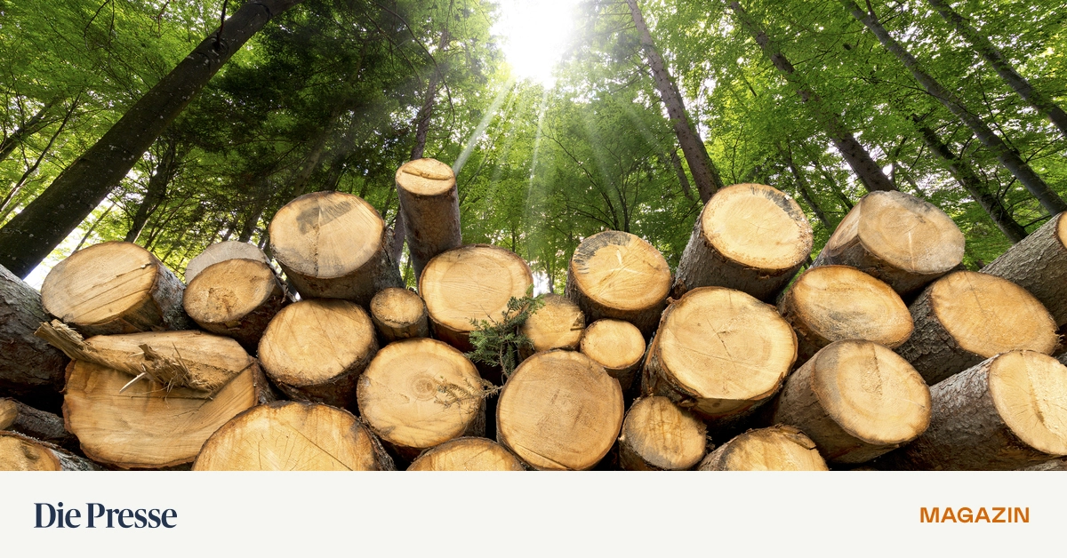 Holen-wir-zu-viel-Holz-aus-dem-Wald-premium-