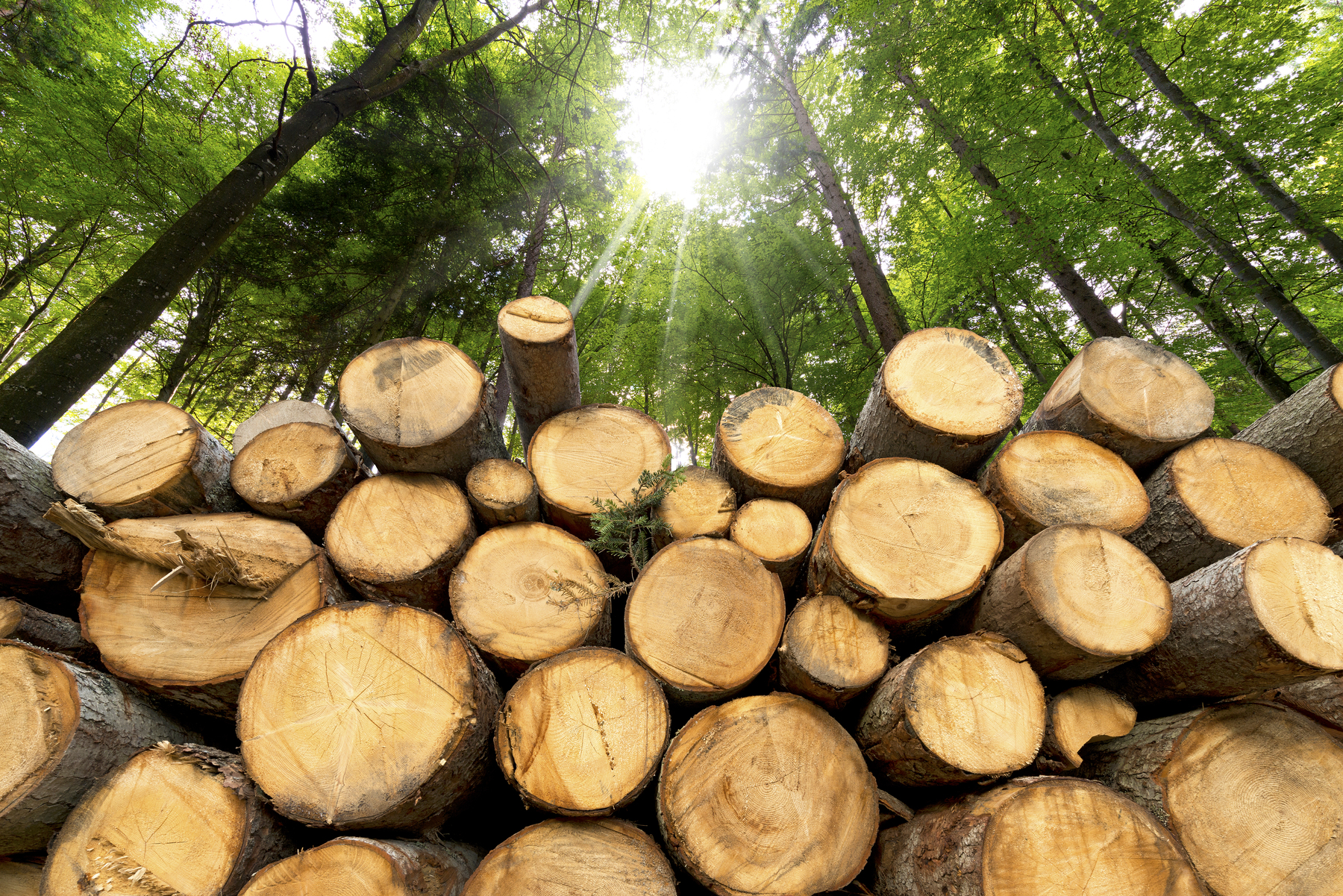 Holen wir zu viel Holz aus dem Wald? [premium]