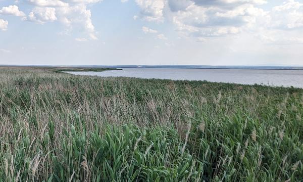 Der Schilfgürtel des Neusiedler Sees ist heute breiter als früher.
