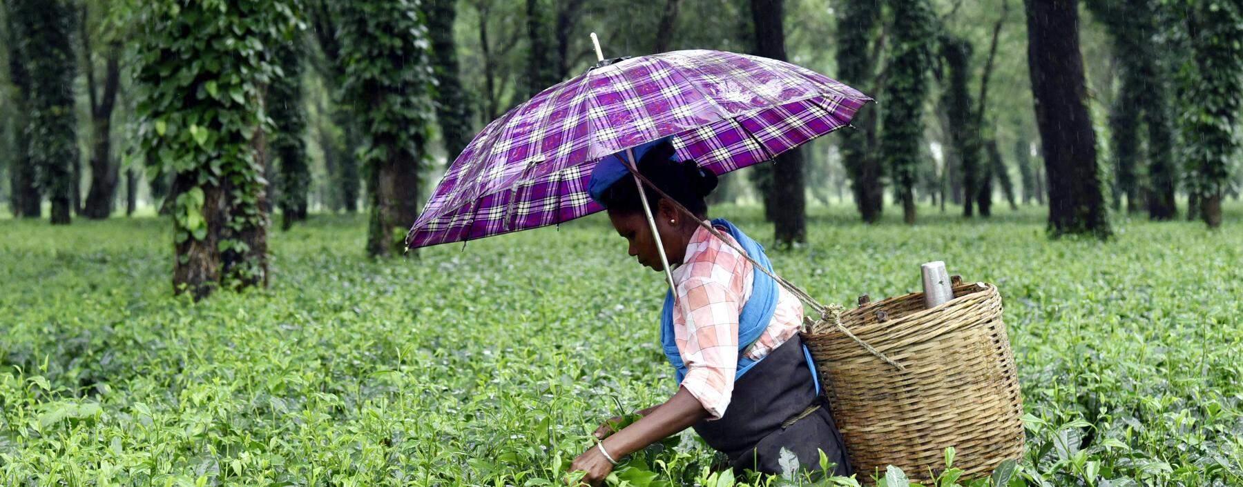 Die größten Teeanbaufelder der Welt befinden sich im Nordosten Indiens. In der Regenzeit wird geerntet.