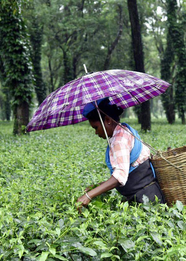 Die größten Teeanbaufelder der Welt befinden sich im Nordosten Indiens. In der Regenzeit wird geerntet.
