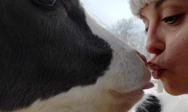 Nähe zu Rindern: eine der Forscherinnen, Katherine Compitus, beim tierischen Kuss.
