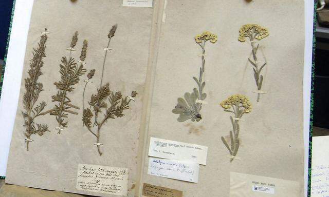 Das Musée National d'Histoire Naturelle besitzt viele historische Pflanzensammlungen (Archivbild), nun eine weniger.