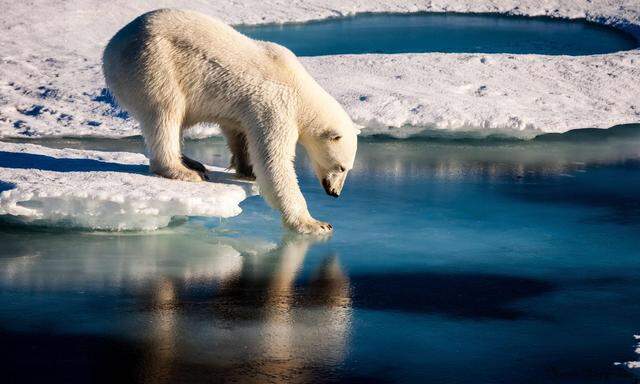 Abfälle belasten etwa auch das Territorium der Eisbären. 