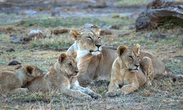 Löwenfamilie in Kenia. 