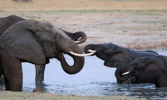 A herd of elephants gather at a watering hole in Hwange National Park in this file photo