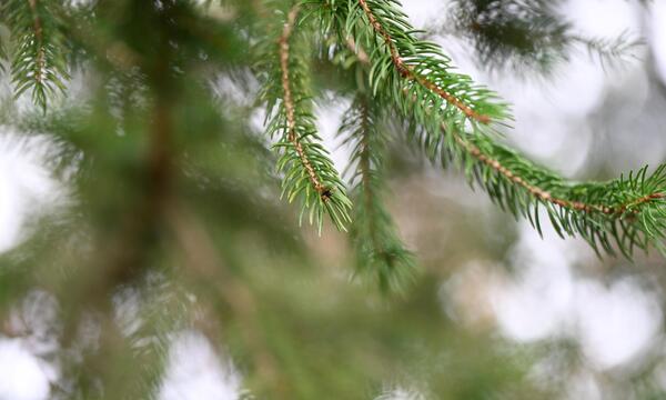 Die Fichten werden verschwinden, zumindest in den niedrigeren Lagen. 