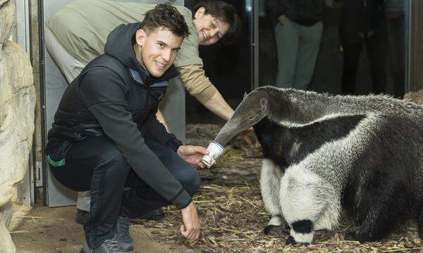 Thiem liebt Tiere. Sofern es der dichte Zeitplan bei Turnieren zulässt, besucht der Niederösterreicher den ansässigen Zoo. Seit 2016 ist er Pate von Ameisenbärin Ilse in Schönbrunn.