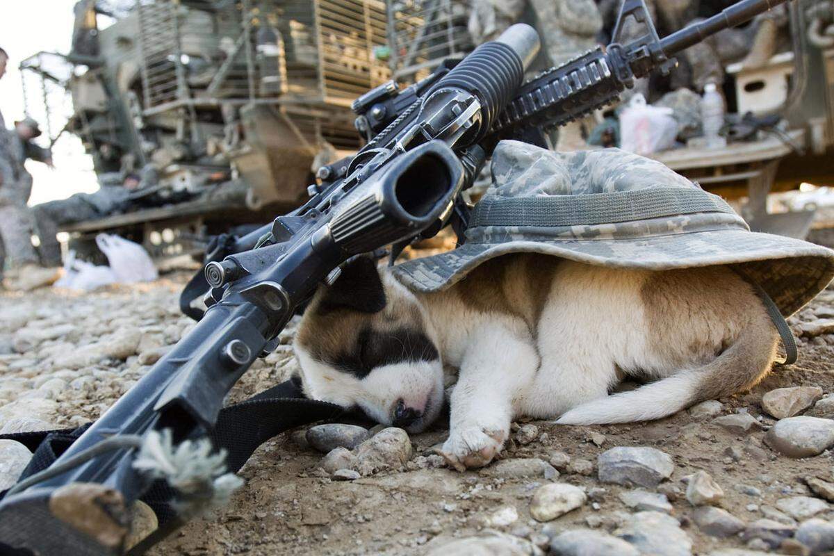 Seit der Antike dressieren Menschen Tiere für den Kampfeinsatz - als Transportmittel, Boten, und als Waffen. Pferde und Hunde spielen die weitaus größte Rolle in der tierischen Kriegsgeschichte - doch auch ein Bär und eine Katze gingen in die Annalen ein.