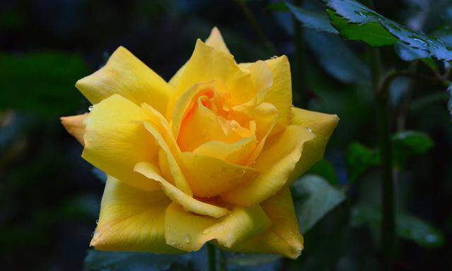 1791 gab es gerade einmal 25 Rosensorten, vier Jahrzehnte später waren es schon 2526 Sorten.