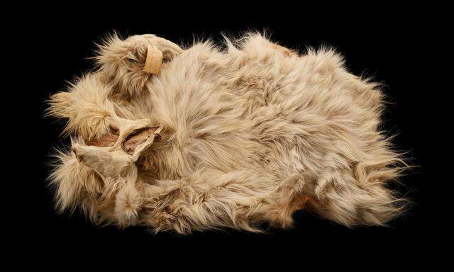 Das einzige erhaltene Fell, das des Hundes „Mutton“, zeigt in den Genen, wie die Haare wollig wurden.. 