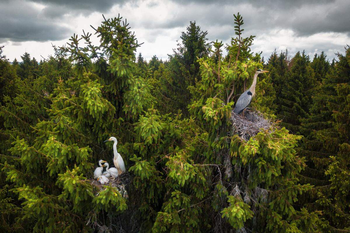 "Wo Reiher wirklich leben", heißt dieses Bild. "Viele denken, dass Reiher ihre Nester im Schilf oder in einem Sumpf bauen", schreibt der Fotograf dazu. "Tatsächlich nisten sie in den Wipfeln hoher Bäume. Mit einer Drohne ist es manchmal möglich, sie zu sehen."
