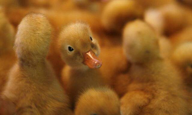 Ist sie von der Alterskrankheit bedroht? Auch Enten haben sie erlitten, in Zeiten der Epidemie der Vogelgrippe H5N1.