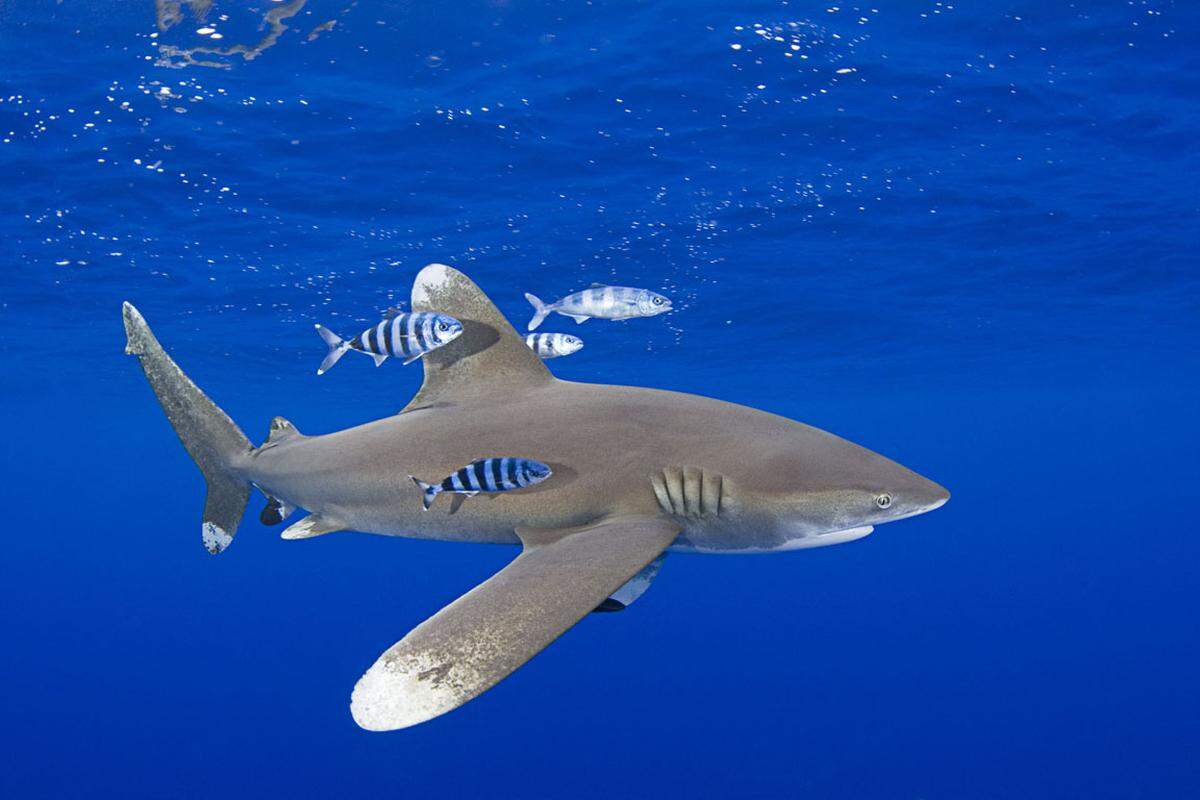 ... Weißspitzen-Hochseehai (Bild) und drei Hammerhaiarten dürfen nur noch nachhaltig gehandelt werden. Viele Haie sind sehr anfällig für Überfischung, da sie hohe Fangzahlen nicht durch eine schnellere Reproduktionsrate ausgleichen können.