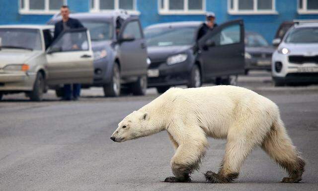 Eisbär in einem Vorort der russischen Industriestadt Norilsk.