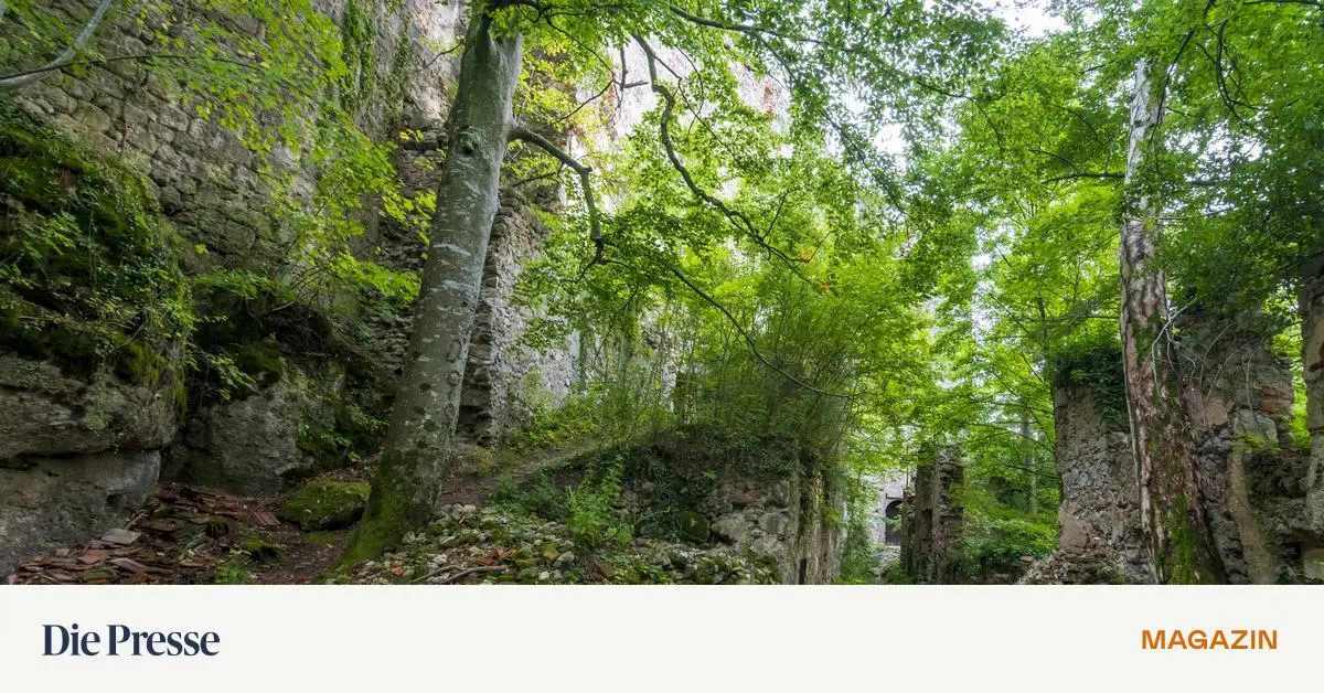 Hat-er-das-Geld-im-Wienerwald-vergraben-