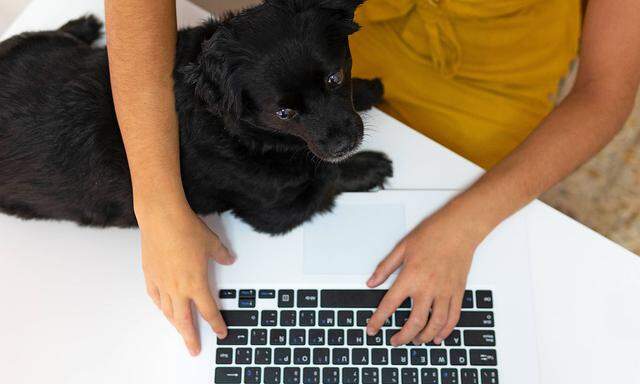 Top view of unrecognizable female entrepreneur sitting at table with cute puppy and typing on laptop while working remo