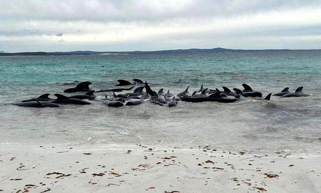 Warum die knapp 100 Grindwale sich vor der australischen Küste zusammenscharten ist nicht bekannt.