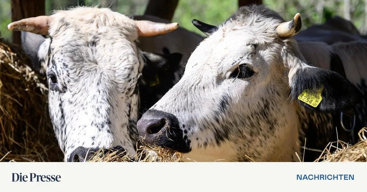 -sterreich-unterst-tzt-Lesbos-im-Kampf-gegen-Maul-und-Klauenseuche