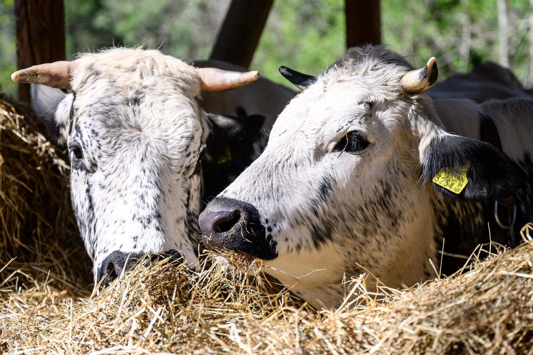 Österreich unterstützt Lesbos im Kampf gegen Maul- und Klauenseuche