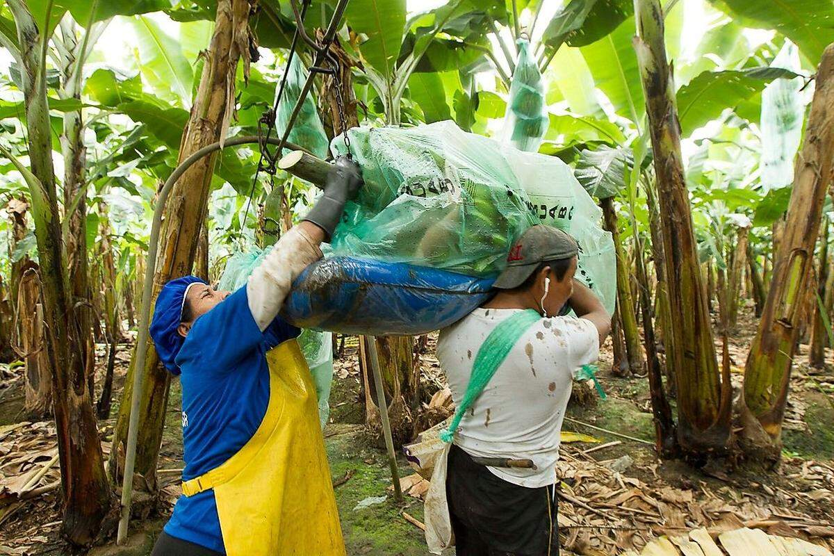 Pro verkaufter 18-Kilo-Box erhält die Fairtrade-Kooperative mit 125 Bananen-Kleinbauern einen Euro. Das angesparte Geld investieren sie in den Ausbau ihrer Ernte- und Transportinfrastruktur und Sozialprojekte.