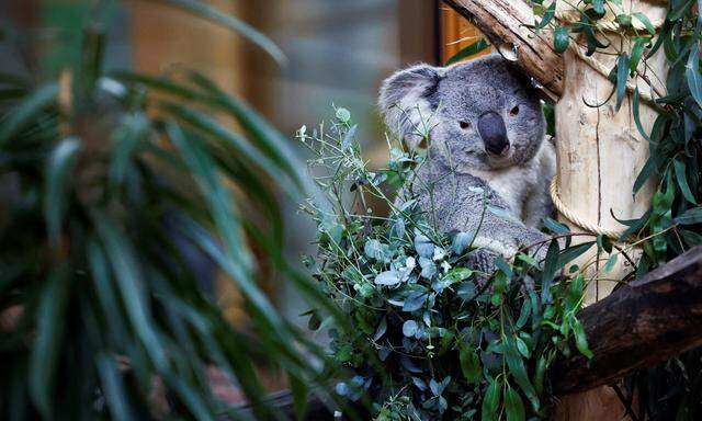 In Sydney darf nur ein Arm um einen Koala gelegt werden, anderenorts gar keiner. 