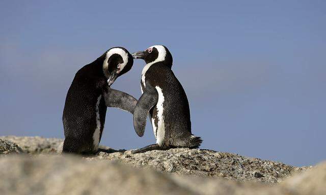 Brillenpinguine sind beliebte Fotomotive von Touristen und Fotografen am Strand von Boulders.