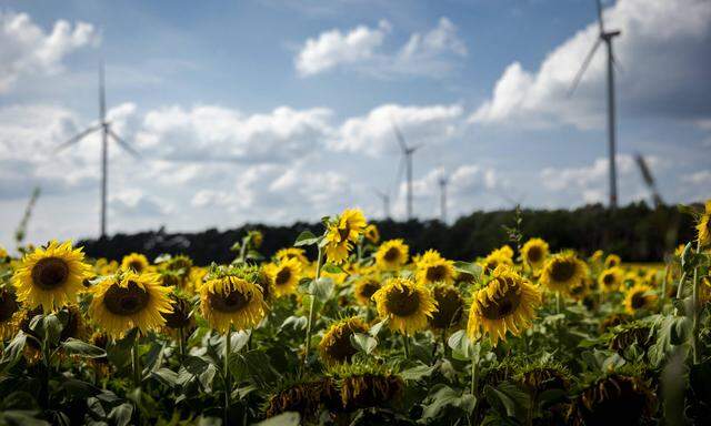 Ein Windpark in Brandenburg. In Deutschland ist die Ausbaurate hoch – und Strom ist teuer. 