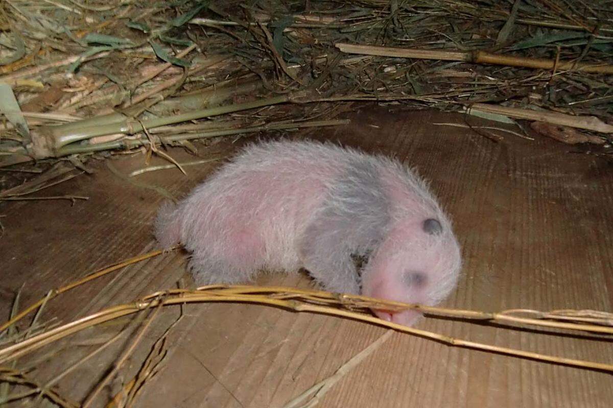 In der Wurfbox herrschen Klimabedingungen, die dem natürlichen Lebensraum der Pandas entsprechen - feuchtkalte, oft nebelverhangene Bergwälder.Im Bild: Das Pandy-Baby im Alter von wenigen Tagen.