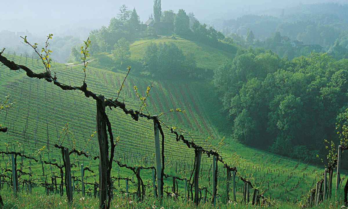 Auf südsteirischen Rieden wächst oft Sauvignon Blanc.