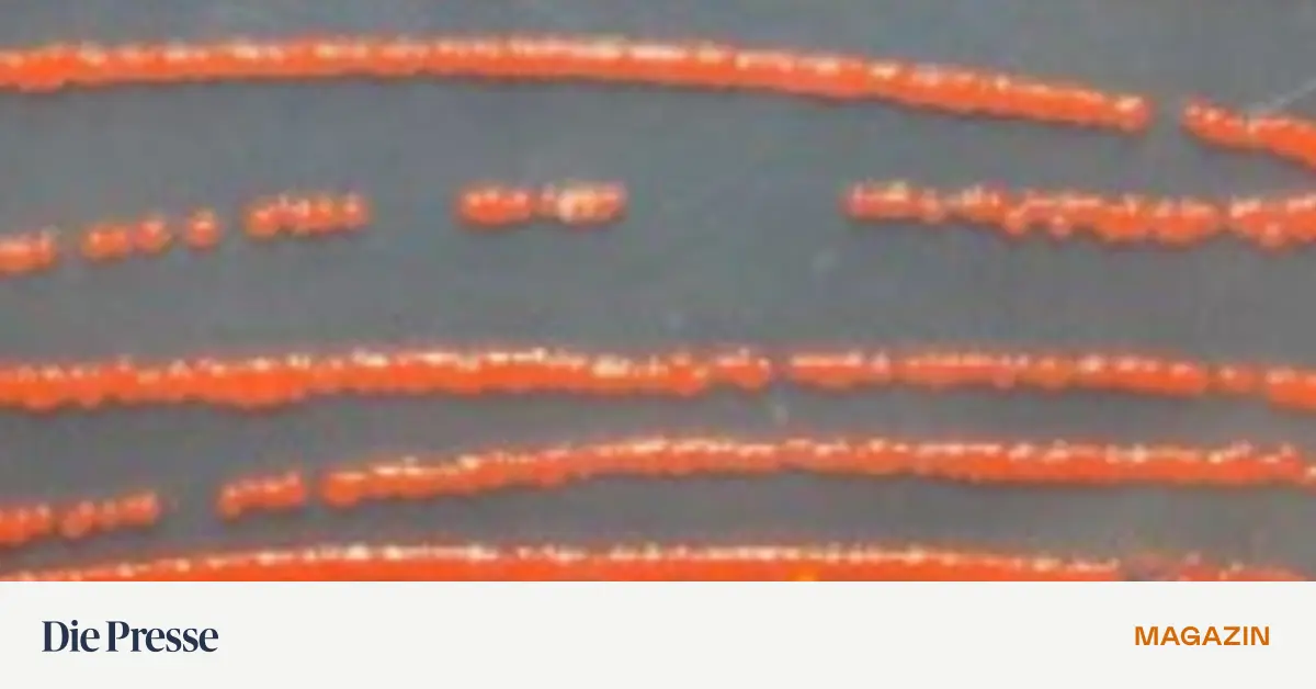 Textilien-mit-Bakterien-f-rben-Die-Mini-Organismen-wollen-sich-sch-tzen-und-produzieren-knallige-Farbe-premium-