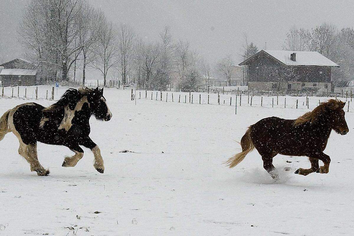 Die Liftbetreiber freuen sich, dass sie schon so bald in die Saison starten können. Im Bild zwei Pferde auf einer verschneiten Weide in Waidring in Tirol.