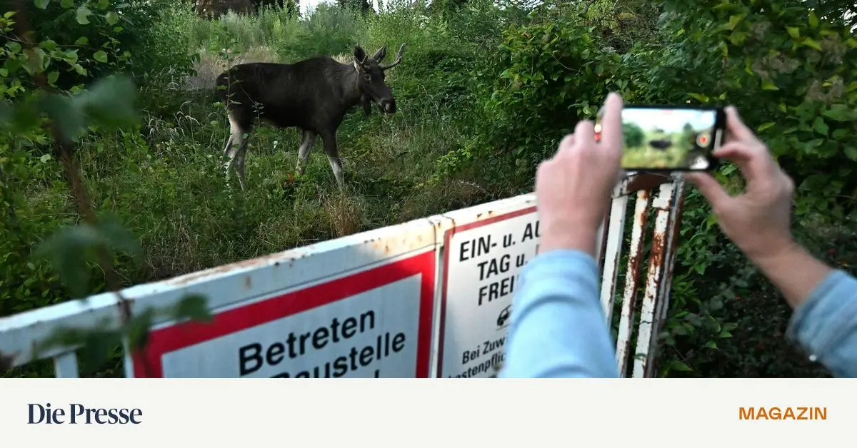 Elch-Emil-erreichte-das-Parlament-Was-kann-man-tun-wenn-er-wieder-kommt-premium-