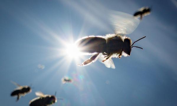 Eine neue Plattform vernetzt Imker mit Landwirten, Gärtnern und Winzern. 