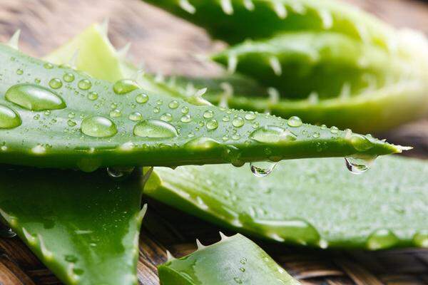 Die Wüstenlilie ist nicht nur ein guter Ersthelfer bei Verbrennungen, das Gel der fleischigen Blätter bindet Feuchtigkeit in der Haut, wirkt juckreizlindernd und antiseptisch.Von den Inhaltsstoffen der Aloe konnten bisher über 160 nachgewiesen werden, darunter die Vitamine A, C, E und die wichtigsten aus dem B-Komplex, Enzyme, Mineralstoffe, sowie Spurenelemente, pflanzliches Eiweiß und essentielle Fettsäuren. Das Gel ist allerdings sehr unbeständig und oxidiert schnell.