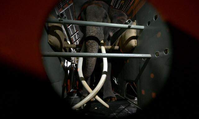 Der 29-jährige Elefant wurde in einem speziellen Stahlkäfig untergebracht