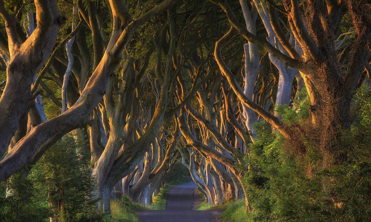 Bereits besichtigen kann man die Dark Hedges im County Antrim, durch die Arya Stark auf dem Königsweg aus Königsmund in Richtung Norden floh. Auch der Weg zur Nachtwache führt hier vorbei. Nur wenige Kilometer von der imposanten Buchenallee entfernt, befinden sich weitere Drehorte der Serie, wie zum Beispiel das Dunluce Castle - bei Game of Thrones als "Haus Graufreud" bekannt.