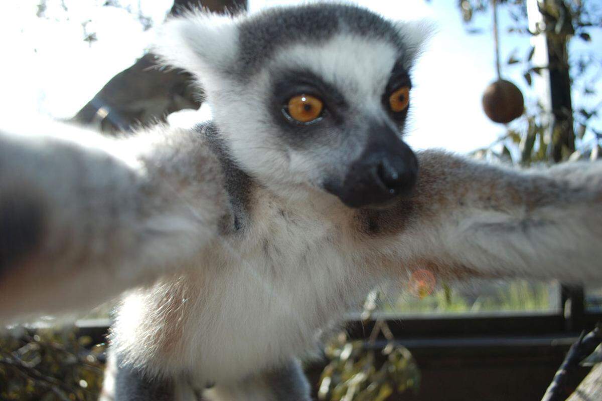 Ungeschlagen in Ausdruck und Schönheit, das Lemuren-Selfie aus dem ZSL London Zoo.