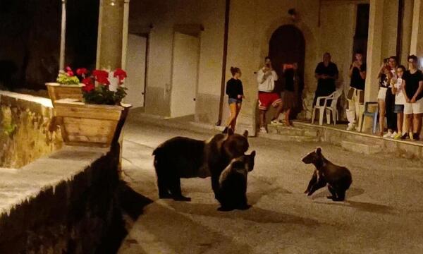 Bärin „Amarena“ und ihr Nachwuchs waren in der Region gefürchtet und beliebt zugleich.