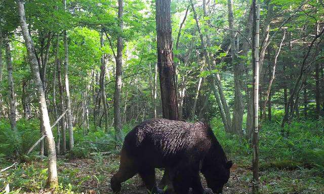 Der Bär mit der Bezeichnung „OSO18“ lebt nicht mehr. Hier ein Bild einer versteckten Kamera vom Juni dieses Jahres.