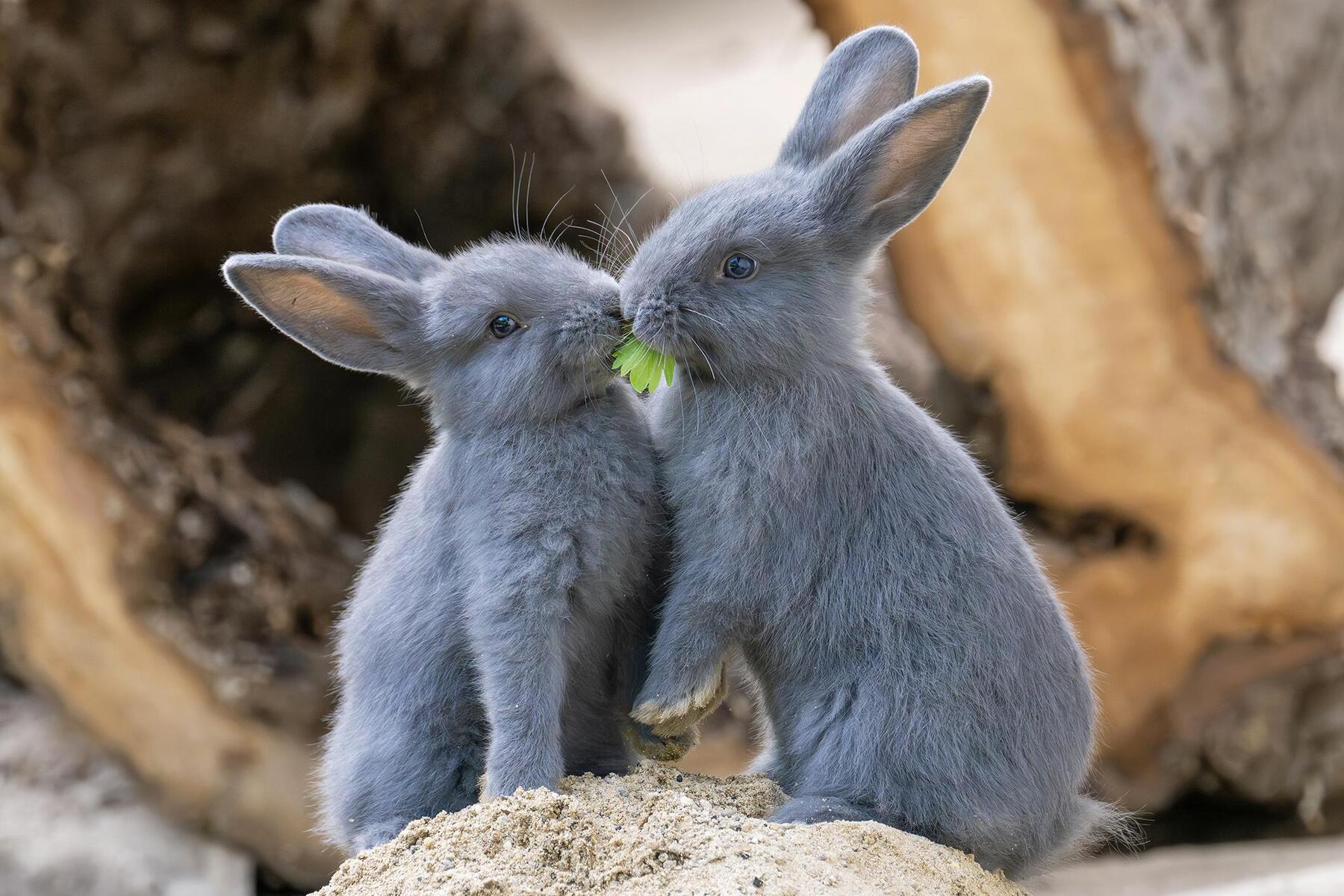 Tiergarten Schönbrunn: First Blue Wiener rabbit offspring born