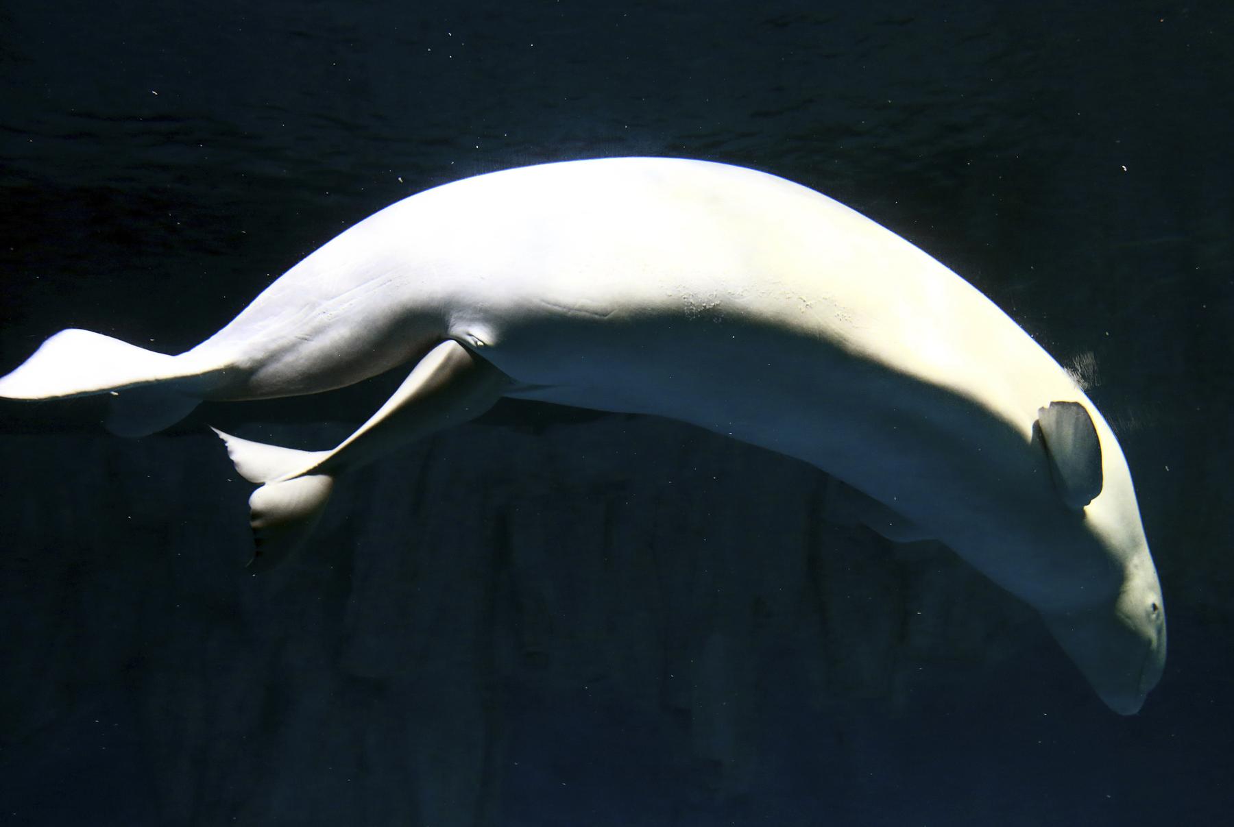 Marineland threatens to cull belugas