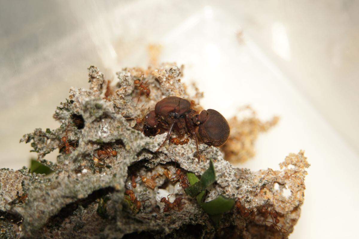 Auch Ameisen werden im Haus des Meeres gezüchtet: Hier sieht man die Königin der Kolonie von Blattschneiderameisen, deren Arbeiterinnen im Flakturm in Wien Neubau von Raum zu Raum krabbeln.