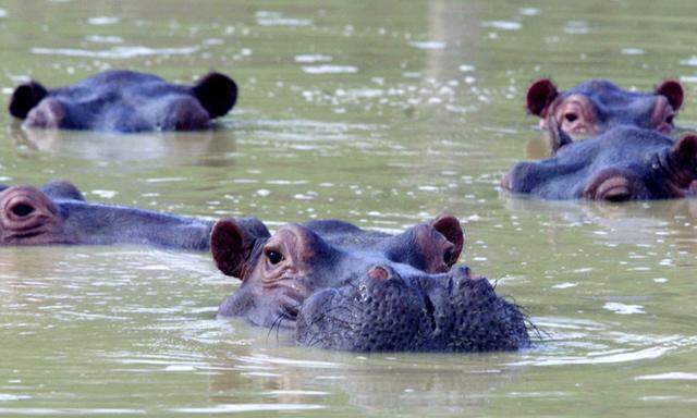 Die Nachfahren von Pablo Escobars Nilpferde schwimmen in einem See in Puerto Triunfo. Escobar ließ, neben den Nilpferden, eine Reihe weiterer exotischer Tiere einschleppen.