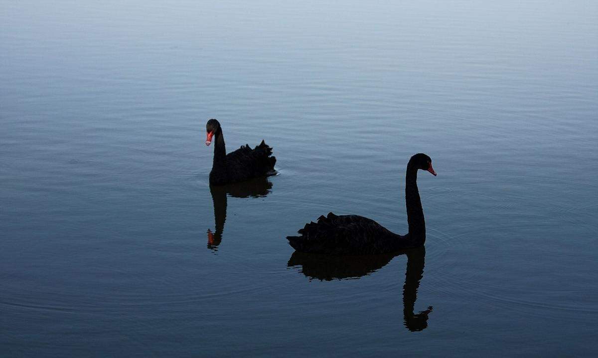 Doch es gibt sie. Taleb ist der Meinung, Black-Swan-Events vorherzusagen sei unmöglich - und Propheten und Börsengurus daher nur Scharlatane.