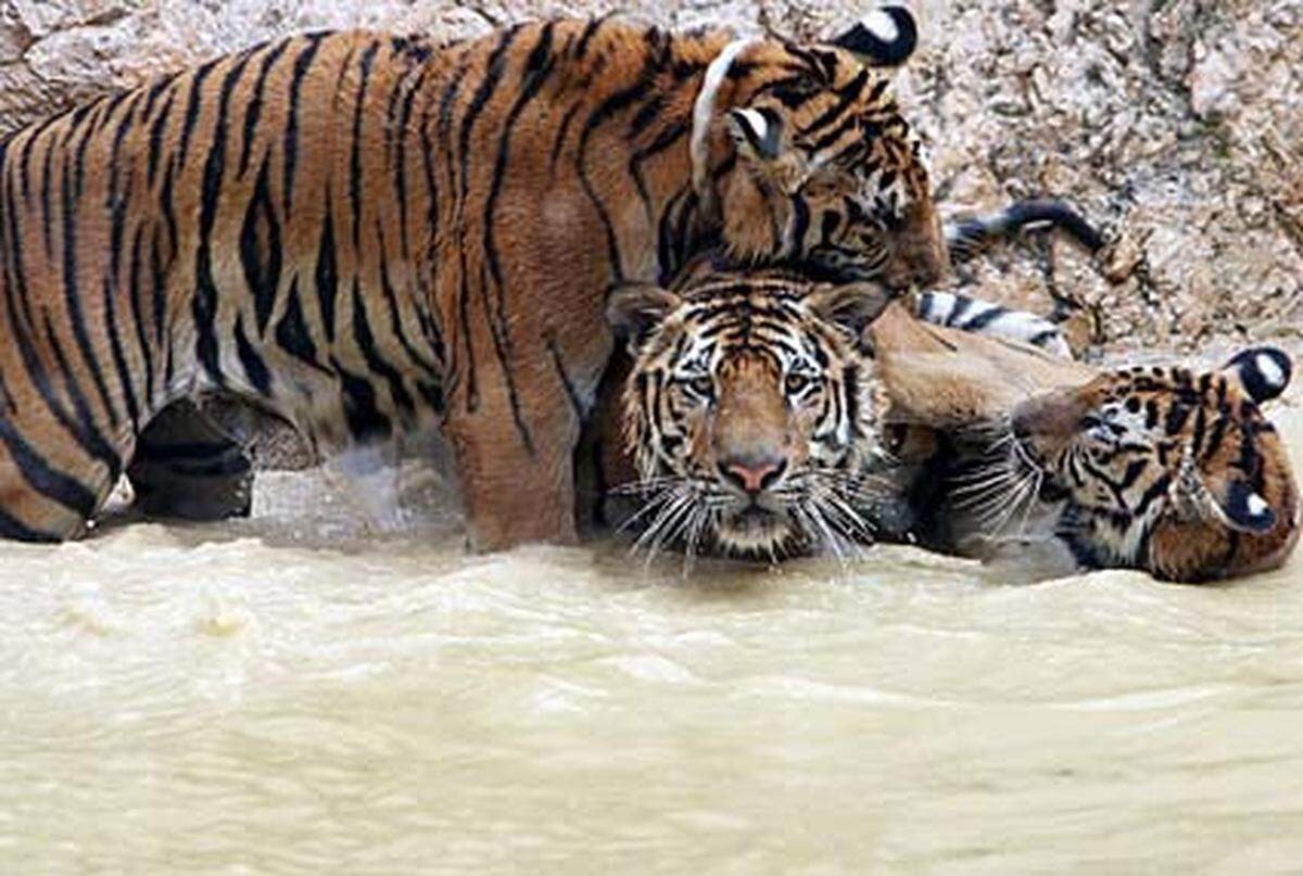Nicht nur wegen der Gefahr eines Angriffs raten Tierschutzorganisationen von einem Besuch im Tempel der Tiger ab.